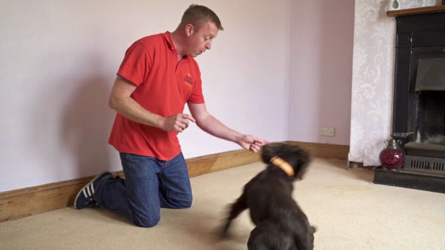 Dog Training for Humans - Clicker Free Trick Training – Screenshot 3