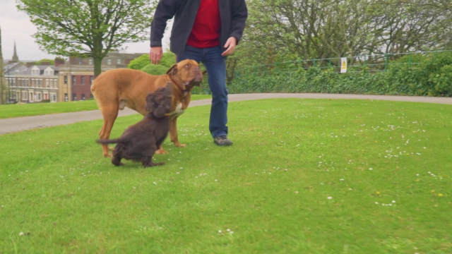 Dog Training for Humans - Clicker Free Trick Training – Screenshot 4