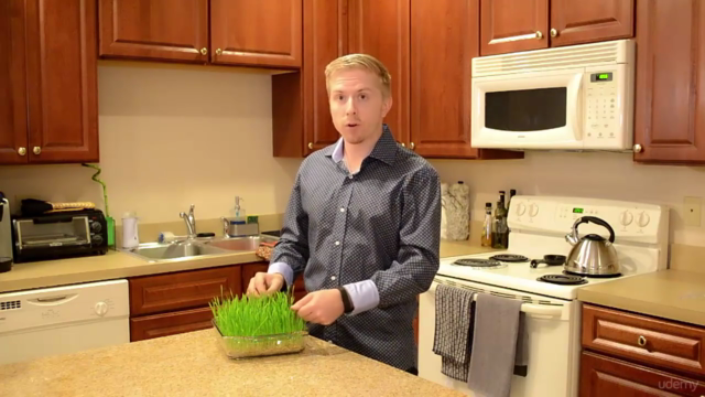 Wheatgrass: How to Grow and Juice A Superfood in 7 Days - Screenshot_03