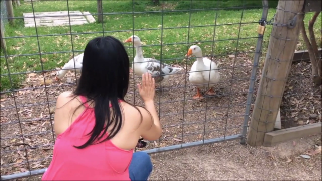 Animal & Pet Reiki Energy Healing Certification Course – Screenshot 3