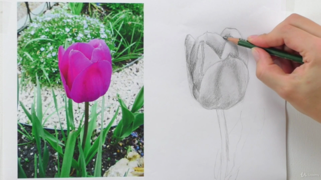 Zeichenkurs Blumen zeichnen lernen mit Bleistift – Screenshot 2