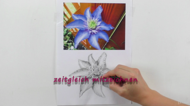 Zeichenkurs Blumen zeichnen lernen mit Bleistift – Screenshot 3