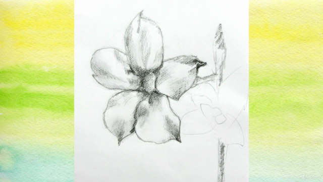 Zeichenkurs Blumen zeichnen lernen mit Bleistift – Screenshot 4