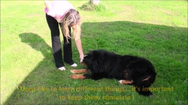Dog Tricks for Fun and Obedience – Screenshot 2