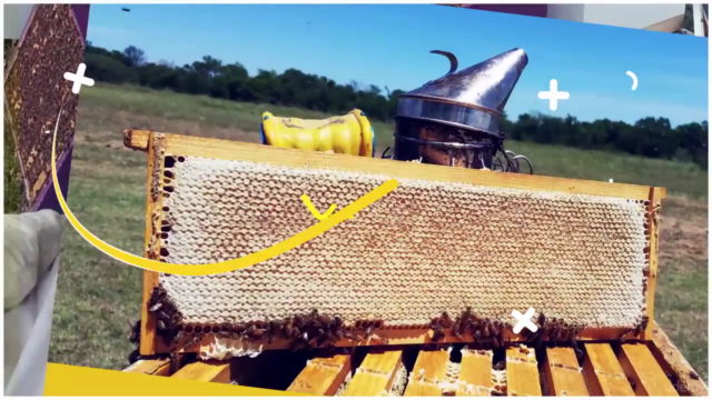 Beekeeping for Beginners: How to Be a Successful Beekeeper! – Screenshot 2