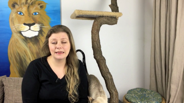 Ängstlichen Katzen helfen – Screenshot 2