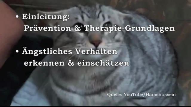 Ängstlichen Katzen helfen – Screenshot 3