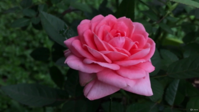 Aromatherapy level 2, intermediate study – Screenshot 2