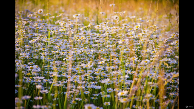 Aromatherapy level 2, intermediate study – Screenshot 3