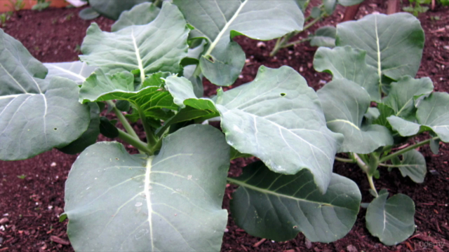 Soil, The Key To Organic Gardening – Screenshot 3