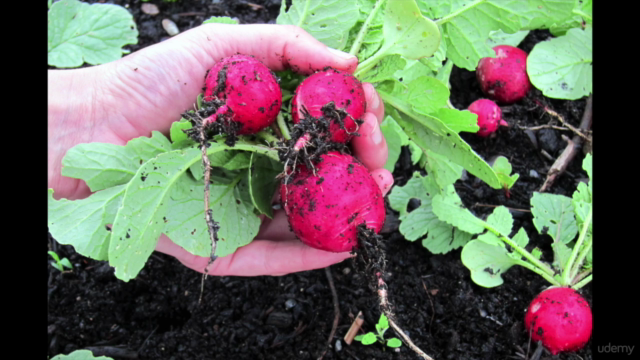 Soil, The Key To Organic Gardening – Screenshot 4