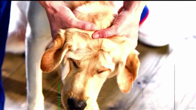 Dog Massage Training Course - Screenshot_04