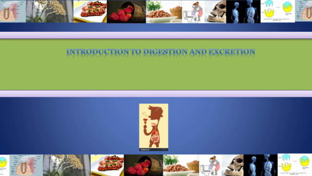 Biology 101: Introduction to Digestion and Excretion – Screenshot 1