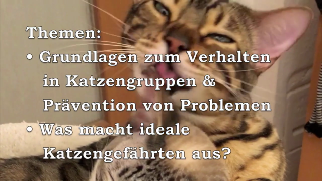 Konfliktlösung im Mehrkatzenhaushalt – Screenshot 3