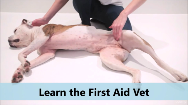 How to become a Professional Dog Sitter – Screenshot 2