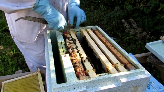 Background to Beekeeping: Start with Why! – Screenshot 4