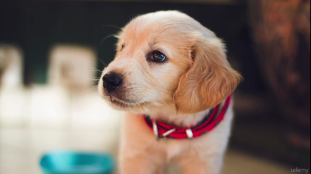 Conoce a tu cachorro y sus necesidades – Screenshot 2