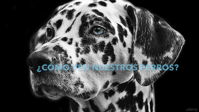 Conoce a tu cachorro y sus necesidades – Screenshot 3