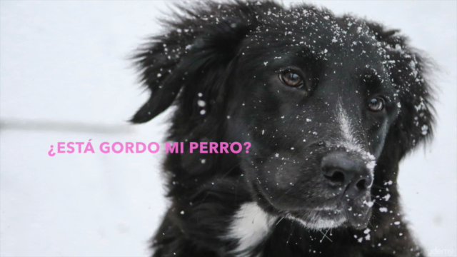 Conoce a tu cachorro y sus necesidades – Screenshot 4