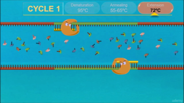 DNA Research using Biopython – Screenshot 1
