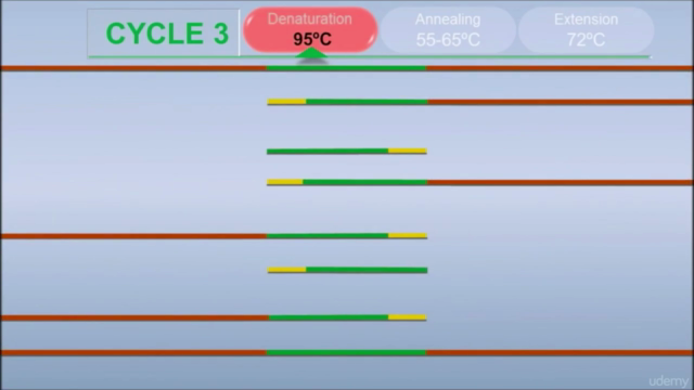 DNA Research using Biopython – Screenshot 2