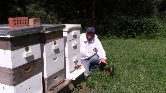 Beekeeping 101: A 10 Step Guide to Becoming a Beekeeper – Screenshot 1