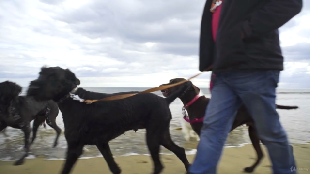 Dog Training For Humans - 'Worry Free Dog Walks'. – Screenshot 3