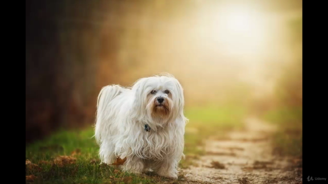 Animal Communication - Animals and the Afterlife – Screenshot 2