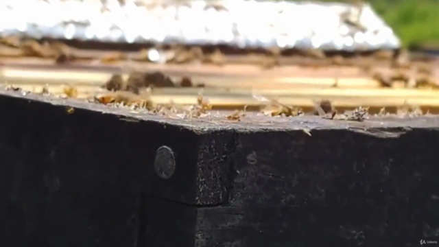 Zen Beekeeping For the Successful Beginner Beekeeper – Screenshot 1