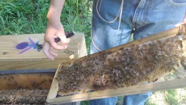 Zen Beekeeping For the Successful Beginner Beekeeper – Screenshot 2
