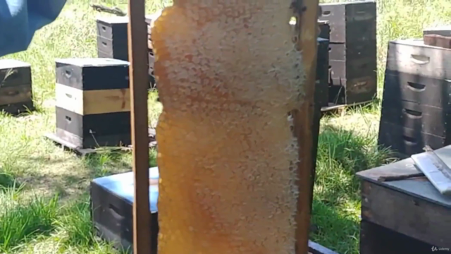 Zen Beekeeping For the Successful Beginner Beekeeper – Screenshot 3
