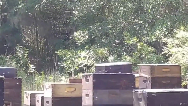 Zen Beekeeping For the Successful Beginner Beekeeper – Screenshot 4