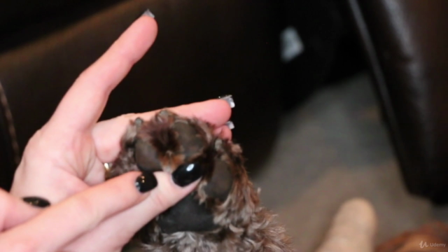 Learn how to groom your dog at home! – Screenshot 4