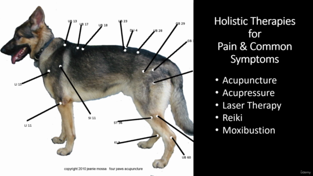Holistic Dog - Treating K9 Pain, Stress & Ailments Naturally - Screenshot_02