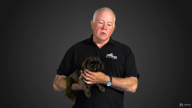 Establishing Pack Structure with the Family Dog – Screenshot 2
