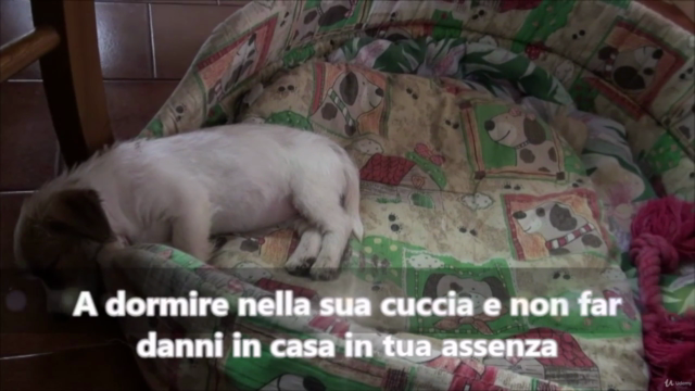 Come addestrare il tuo cane – Screenshot 2