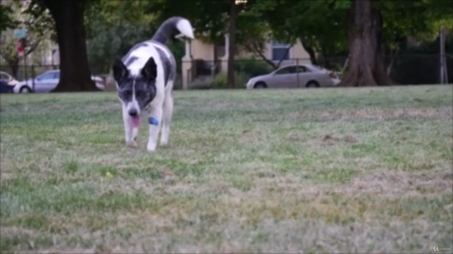 Come addestrare il tuo cane – Screenshot 4