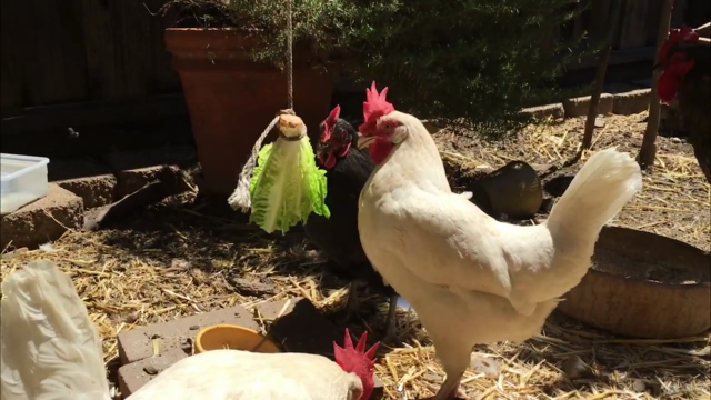 Raising Backyard Chickens – Screenshot 3