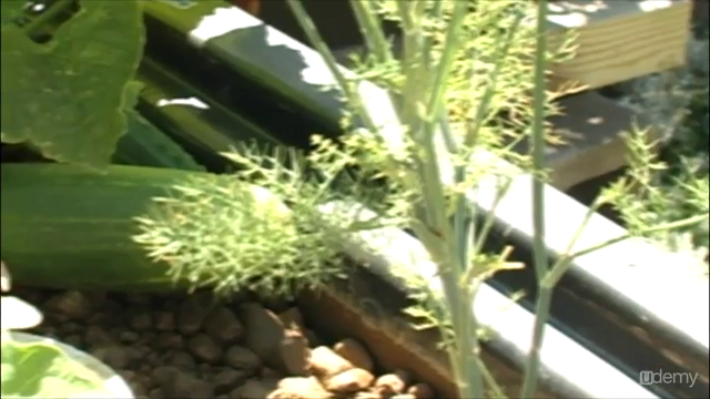Aquaponic Gardening: Growing Fish and Vegetables Together – Screenshot 1