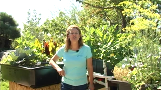 Aquaponic Gardening: Growing Fish and Vegetables Together – Screenshot 3