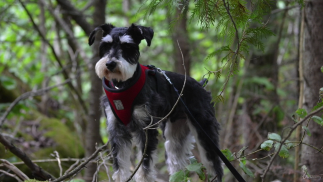 Grieving Pet Loss - Honoring the Process – Screenshot 2