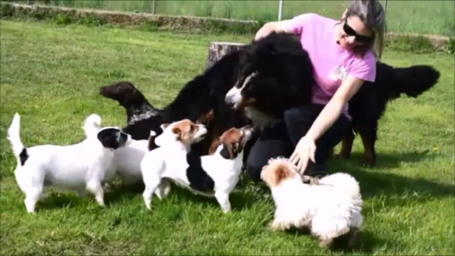 Dog Care Guide to train an happy pet – Screenshot 1