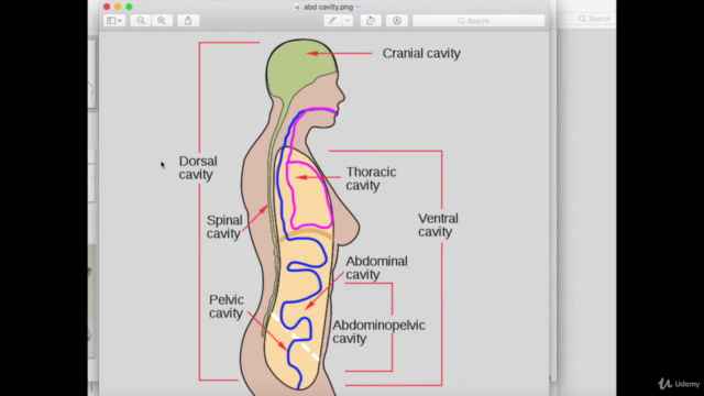 Anatomy of the Breath – Screenshot 4
