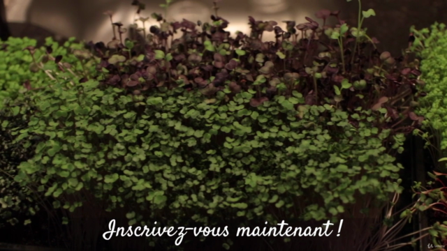 Graines germées et pousses – Screenshot 4