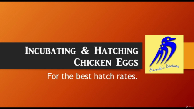 The Complete Guide to Incubating and Hatching Chicken Eggs – Screenshot 1