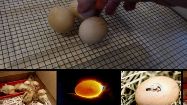 The Complete Guide to Incubating and Hatching Chicken Eggs – Screenshot 4