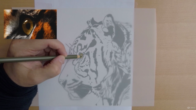 Tiger in colored pencils on drafting film – Screenshot 2