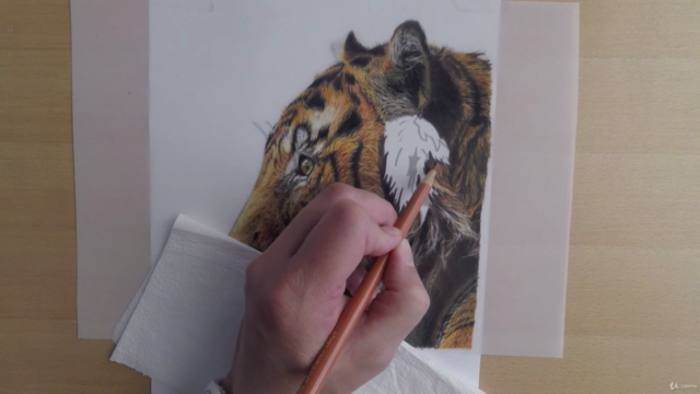 Tiger in colored pencils on drafting film – Screenshot 4