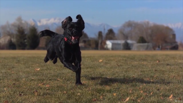 Adestramento de Cães: O Guia Completo – Screenshot 4