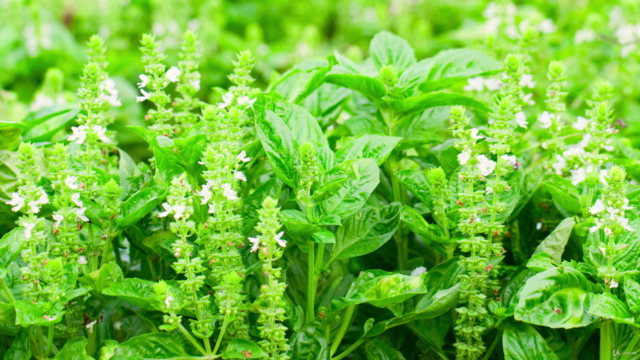 Herbalism :: Growing Top Medicinal Plants  Certificate - Screenshot_02